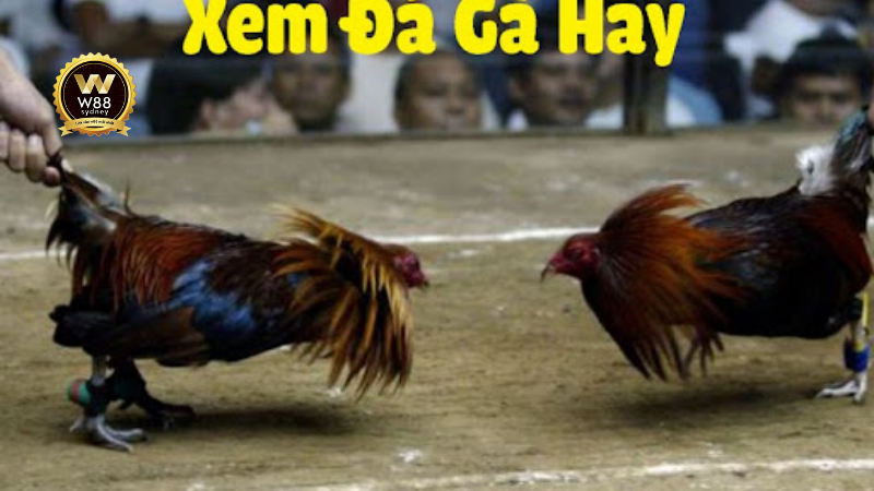 Trực tiếp đá gà