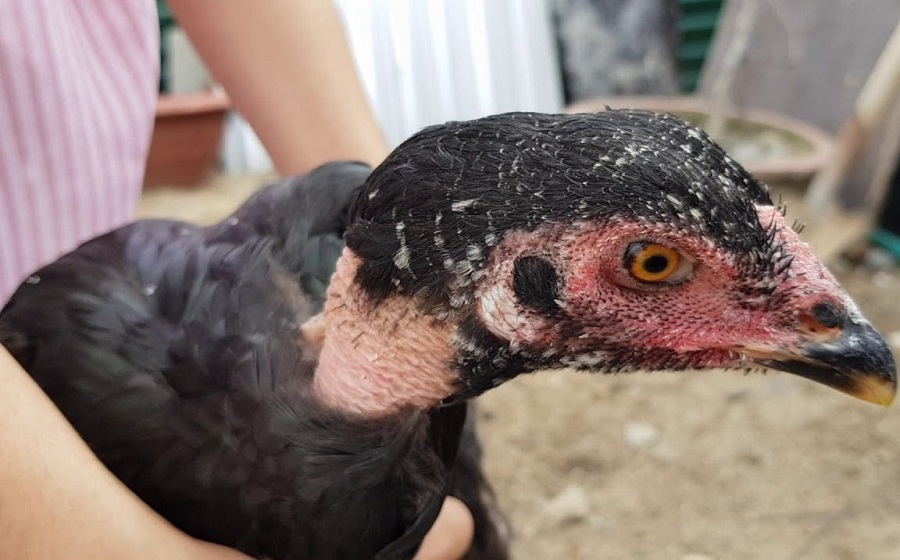 Cổ gà nên thẳng, khỏe, không quá dài hay ngắn