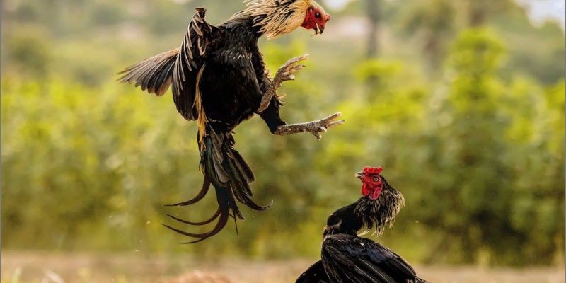 hình ảnh đá gà tại W88